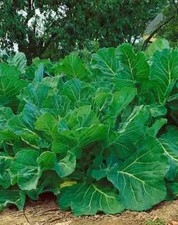Portuguese Kale Seeds (200) / ORGANIC / FLORIDA GROWN picture