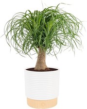 Costa Farms Ponytail Palm Live Plant in Decorative Pot, Easy to Maintain Indo... picture