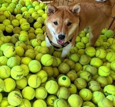 Bulk Low Cost Doggie Balls -  Used Tennis Balls for Dog Training -  picture