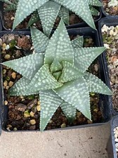 Haworthia RareSucculent cactus Plant Garden Décor Boutique 10-12CM picture
