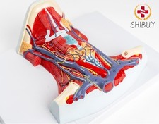 1:1 Anterior cervical muscle, neck muscle nerve, medical anatomical model picture