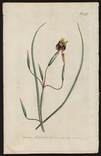 1802 Curtis Botanical Magazine Antique Print Bird Limed Flag Iris #587 picture