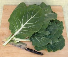 Portuguese Kale - 20 Seeds - Beira picture