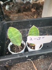 Baby Sansevieria Masoniana Whale Fin Snake Plant 2-3