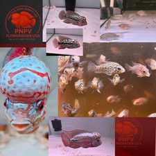Fry Size Kamfa Flowerhorn Fish | Baby Kamfa | Live Aquarium - Buy 3 Get 1 Free picture