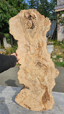 Live Edge Ink Line Spalted Maple Wood Burl Slab picture