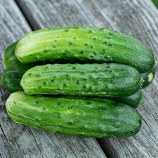 35 SPACEMASTER CUCUMBER SEEDS ~ heirloomseedguy ~ NON-GMO ~ 2026 picture