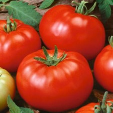 Beefsteak Tomato Seeds | Heirloom / Non-GMO | | Seed Store | 1020 picture