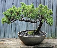  Juniper Bonsai In 8 Inch PSW Pot. 12 Year Old Beauty.  picture