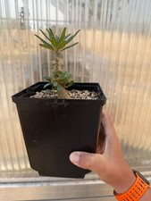 Dorstenia gigas f bullata seed grown Commphora Euphorbia picture