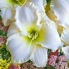 Early Snow Daylily Live Plant Well Rooted picture
