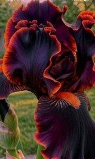 Rare Black/Orange  Bearded Iris Ryzome 3pk Stunning Velvet Black/Orange  picture