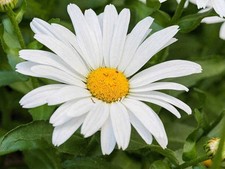 100 ALASKA SHASTA DAISY SEEDS | 2026  NONGMO HEIRLOOM WHITE BLOOMS picture