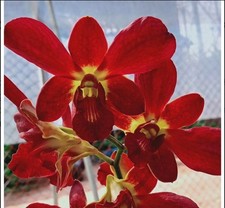 Dendrobium 'Neifert's Himaral' Den. Orchid Plant BLOOMING SIZE picture