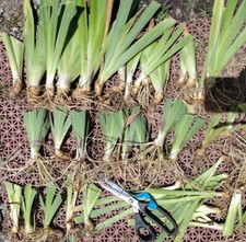 15 Iris Fresh Bearded Iris Rhizomes Mixed Varieties picture