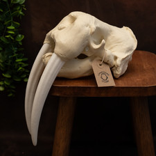 Walrus Skull Replica Marine Mammal Skull Bone White Tusks Arctic Display 27cm picture