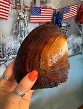 Freshwater Cultured Pearl Oyster 25pcs 5-7mm Vacuum Pack DIY Jewelry Making picture