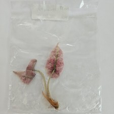 Alocasia Polly Mint Pink variegated tissue culture 2DayAir picture