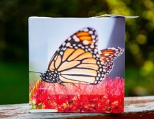 Canvas art print featuring a vibrant monarch butterfly bright flowers 8 x 8 picture