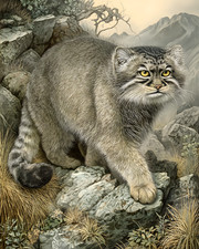 Pallas's Cat Otocolobus manul in Rocky Terrain Natural History Art/328020495 picture