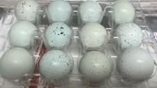 3 Dozen Celadon + 1 Dozen  Hatching Eggs Free NPIP/AI CLEAN. picture