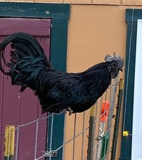 12+ Fertile Rare Ayam Cemani Chicken Hatching Eggs picture