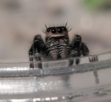 Juvenile Regal Jumping Spiders picture
