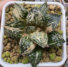 RareSucculent Plant Haworthia 'Shikinjo' variegata WYSIWYG Boutique picture