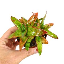 Gasteria cv MUMBA (ex Specks Nursery EXOTICA) 4-10cm | Ox tongue | Lawyer's tong picture