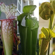 LIVE Carnivorous Pitcher Plant (Sarracenia) Beginner Friendly picture