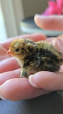 24 Fresh Coturnix Quail Hatching Eggs | Fertile Eggs | High Hatch Rate” picture