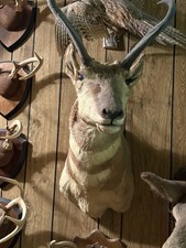 Pronghorn Antelope Antique Taxidermy Head Mounts (pair Of 2) picture