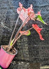 RARE Thai Beauty Caladium Plant Pink Green Translucent Leaves Live Rooted Aroid picture