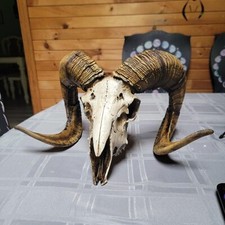 Bighorn Sheep Ram Skull Replica Large Curled Horns Home Decor Wall Trophy picture