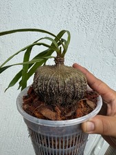 Ant Plant Myrmecodia Archboldiana Extremely Rare nice caudex  US Seller🇺🇸 picture