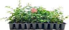 Crape Myrtle Tuscarora | 2 Inch | Lagerstroemia indica | Flowering Plant | Tree picture