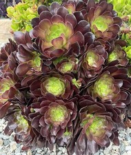 5 Cuttings Black Rose Aeonium Arboreum Zwartkop Succulent cactus Plants gift picture