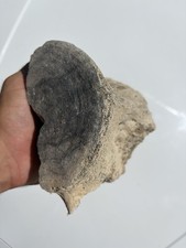 FOSSIL LEVIATHAN BACKBONE PARTIAL VERTEBRA FOSSIL MEGALODON ERA picture