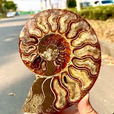 266G Natural carbonized ammonite fossil snail slice crystal from Madagascar picture