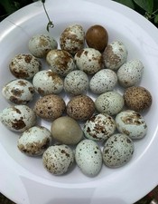 12 Exotic Colors Coturnix Quail Hatching Eggs picture