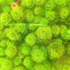 8+ Stems Ambulia Limnophila Indica Live Aquarium Plants BUY 2 GET 1 FREE picture