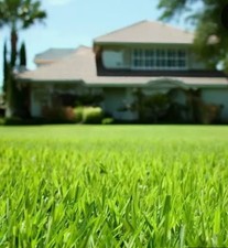 🇺🇸 Premium Hollywood Bermuda (hulled) Grass Seed Drought tolerant picture