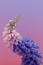 Flume Tiny Cities Beckist Music Album Songs Wall Art Home Decor - POSTER 20x30 picture