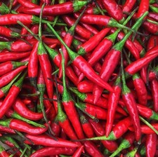 Thai Hot Pepper Seeds | Heirloom / Non-GMO |  | Seed Store | 1288 picture