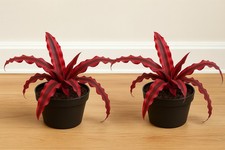 2 pack Cryptanthus Earth Star Plant Red– Rare Red Bromeliad in Pot – . pot 4' picture