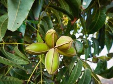 Northern Pecan Trees for Planting | Live Tree Seedlings | No Ship to California picture