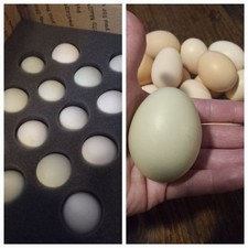 12 Indian Runner Duck Hatching Eggs (+ 2 Extra FREE) picture