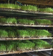 Commercial Fodder Pro 3.0 -Feed your animals nutrient dense, fresh feed all year picture