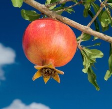 Pomegranate Wonderful Grafted Tree 3ft Tall. Ship To CA&PR. Real Photos picture