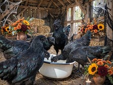 6+Fertile 🐥True AYAM CEMANI 🐥RARE Fertile Hatching Eggs NPIP picture
